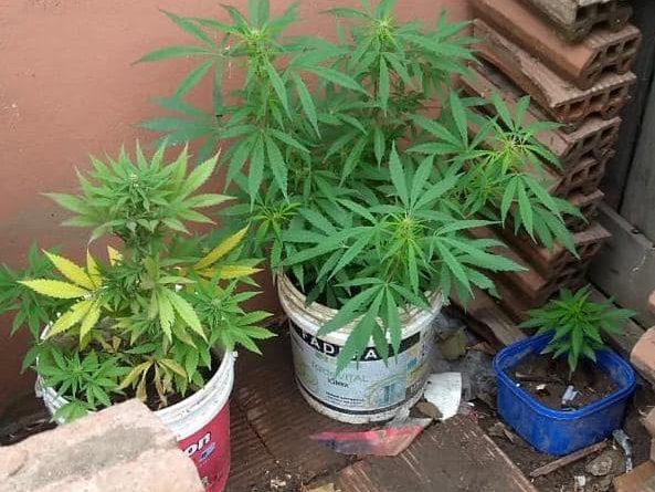 marihuana