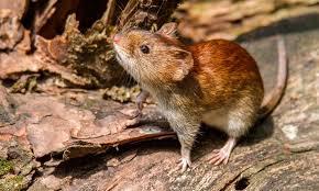 hantavirus