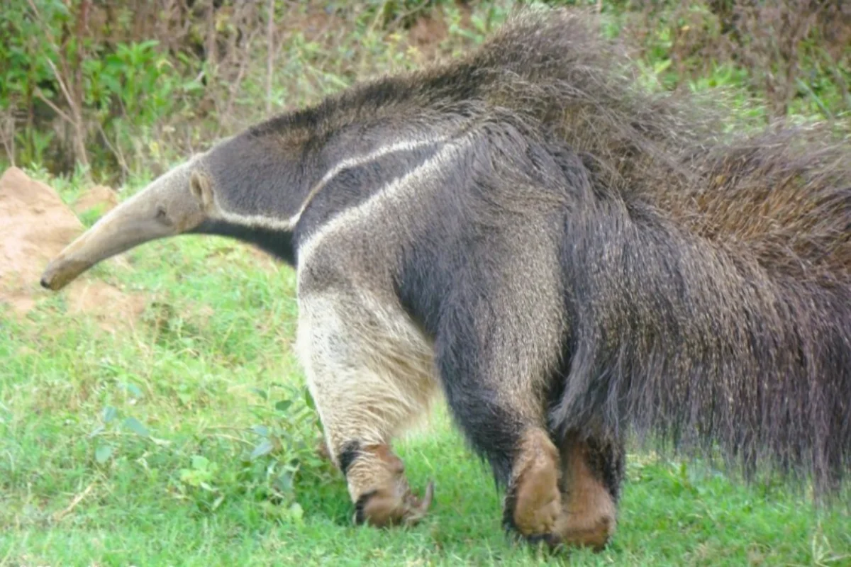 Oso Hormiguero