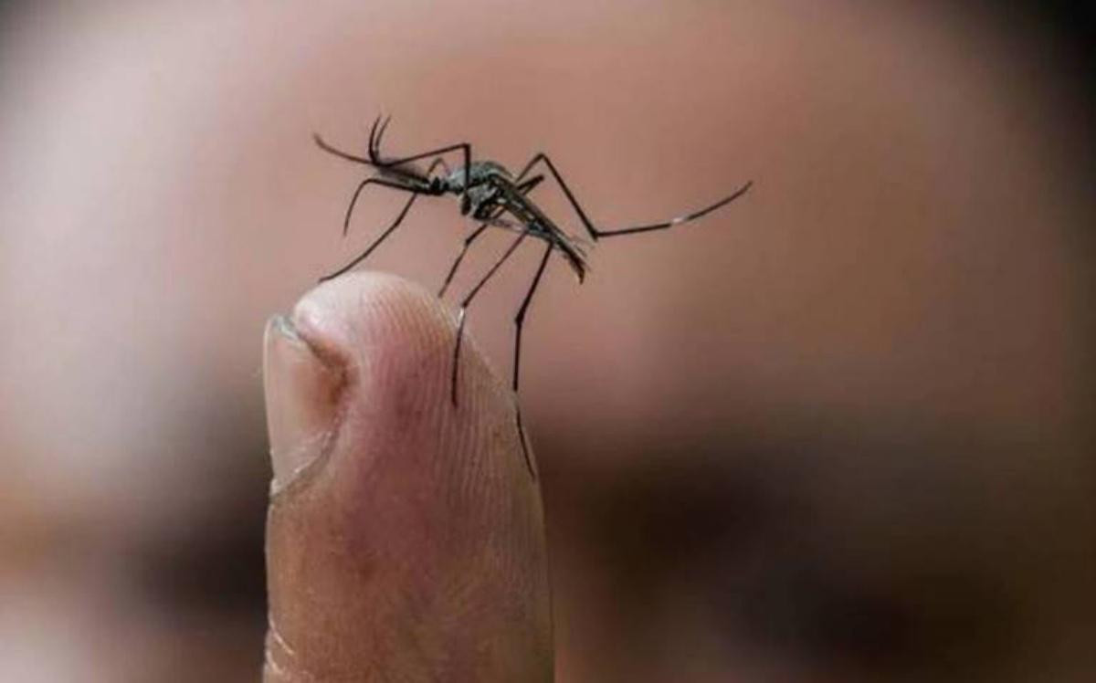 Dengue