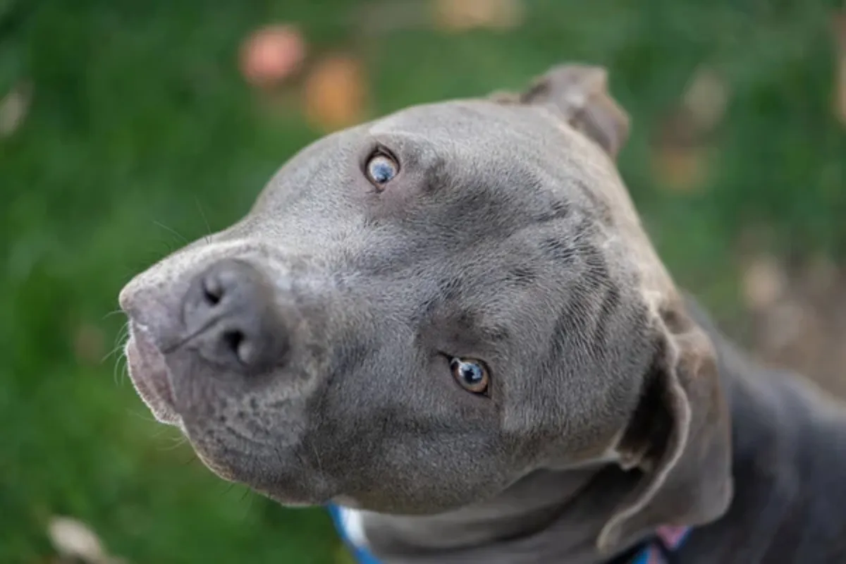 Pitbull
