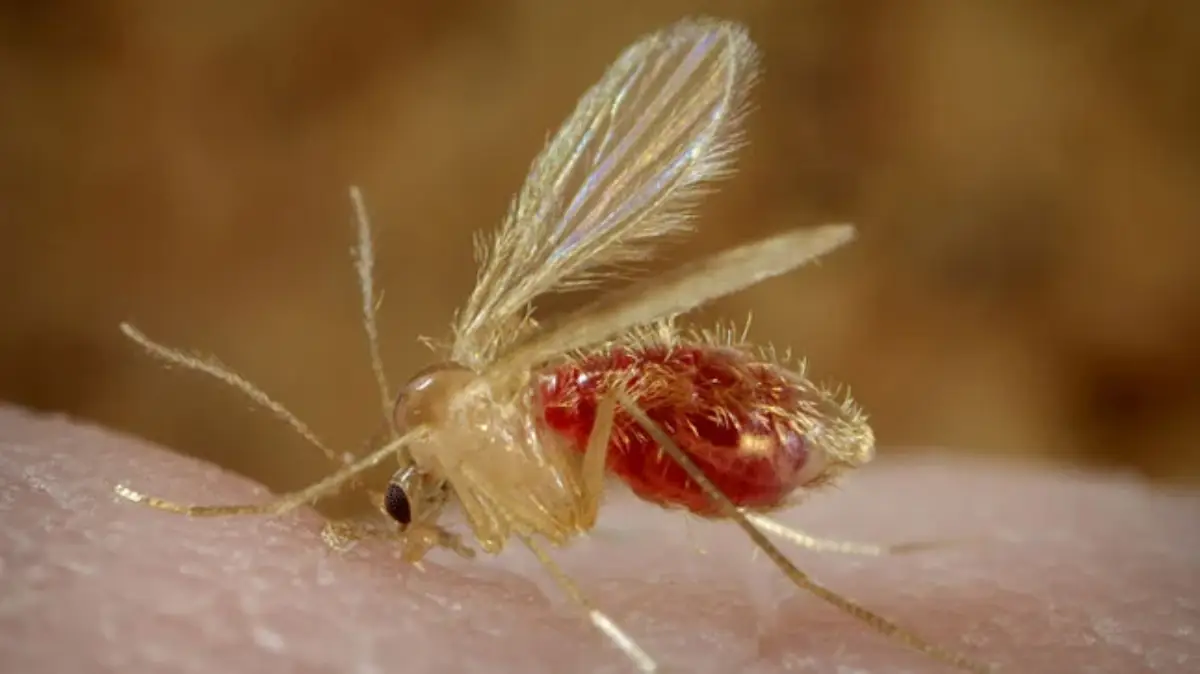 Leishmaniasis