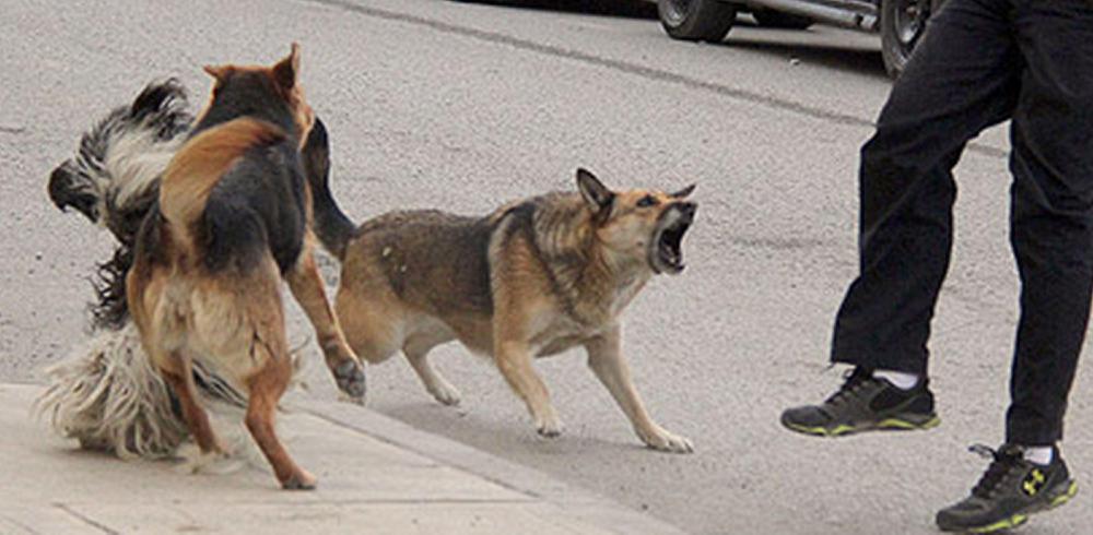 perros
