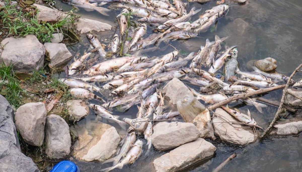 Peces muertos
