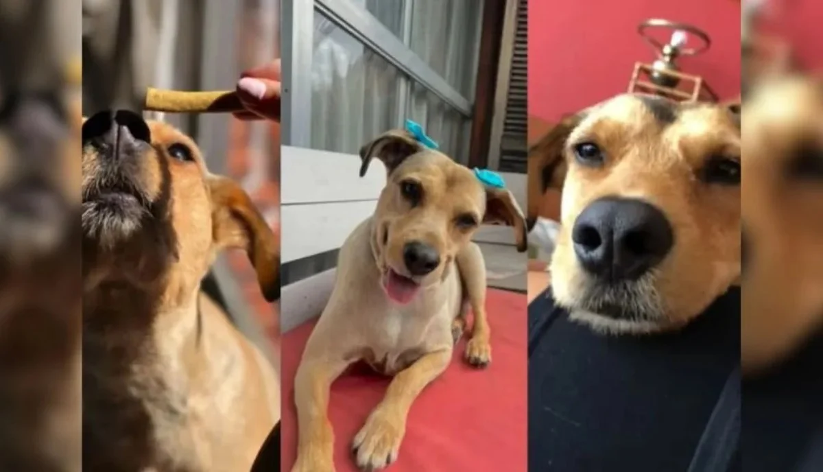Perros