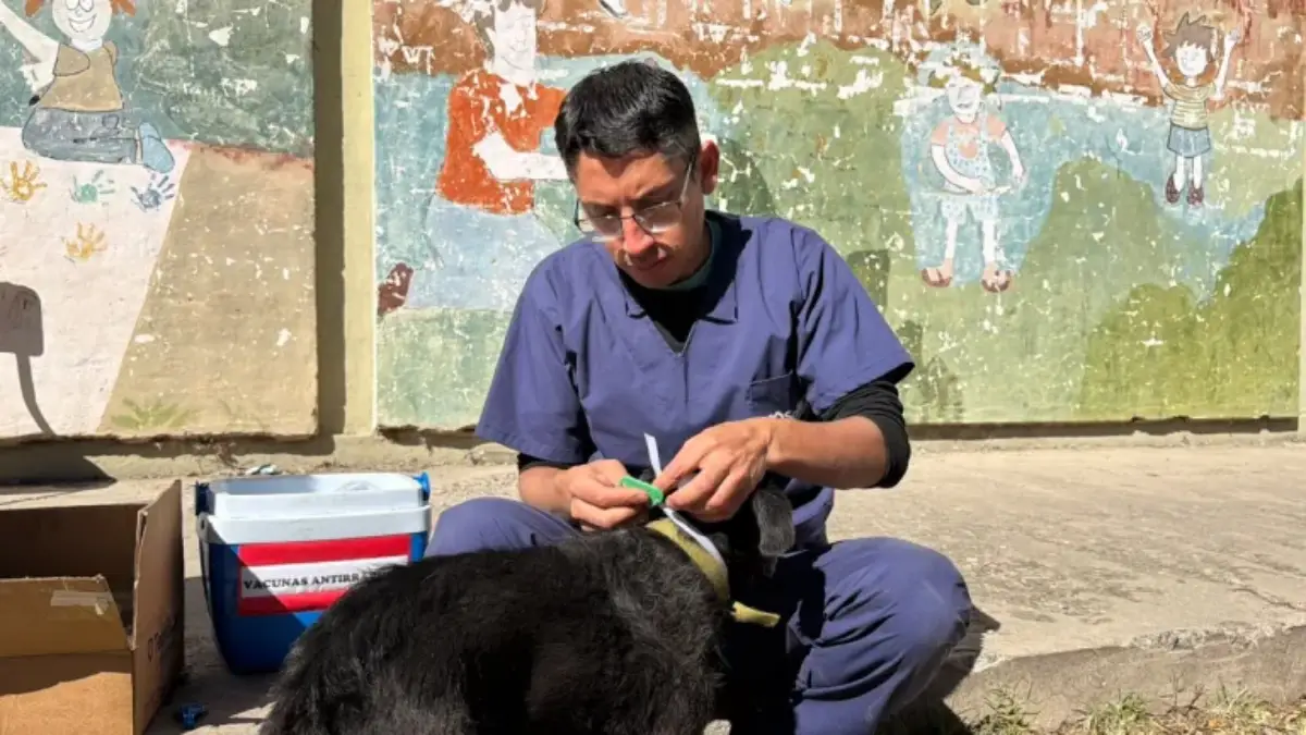 Perro