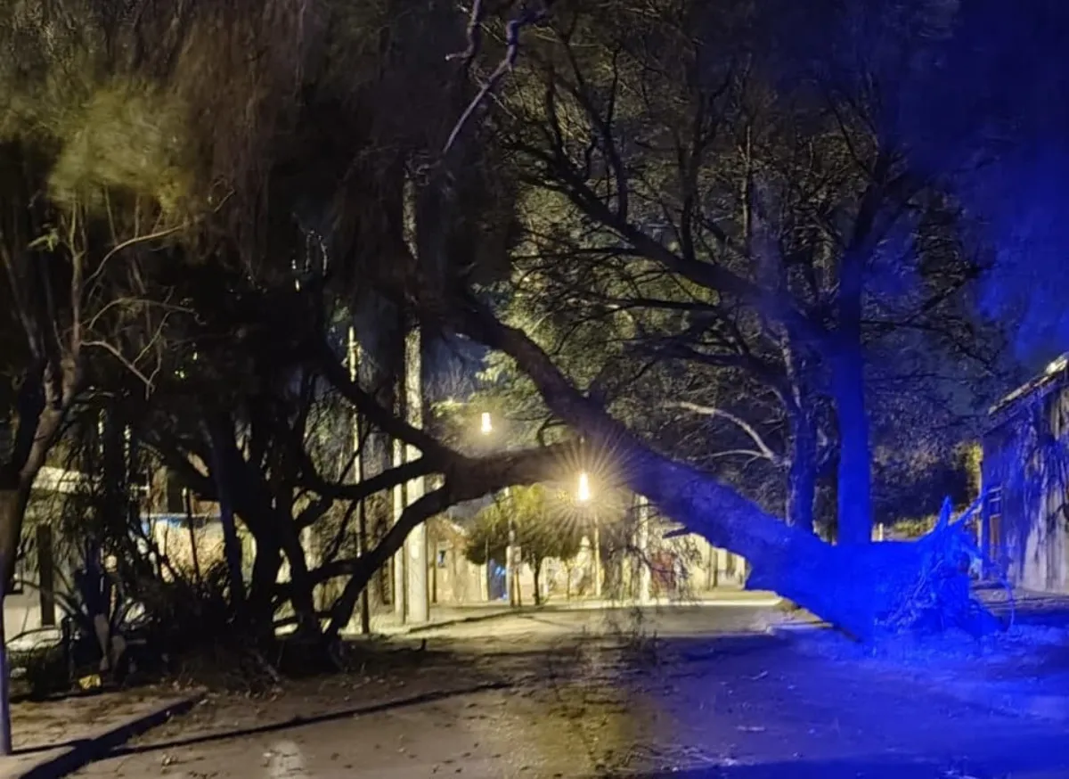 Arbol Caído