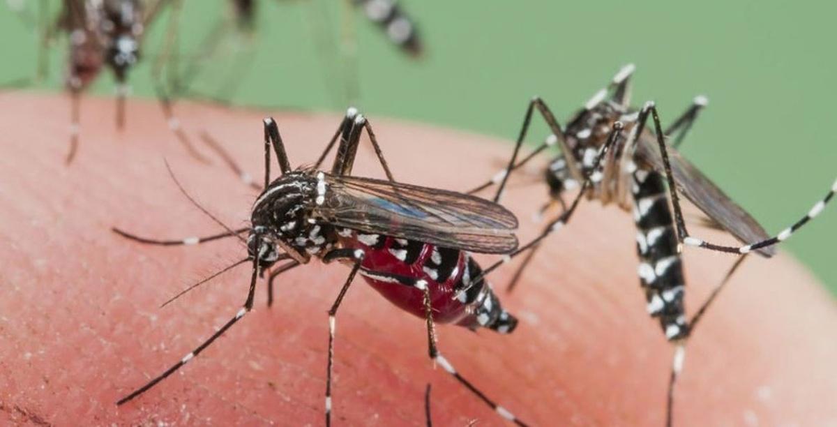 dengue