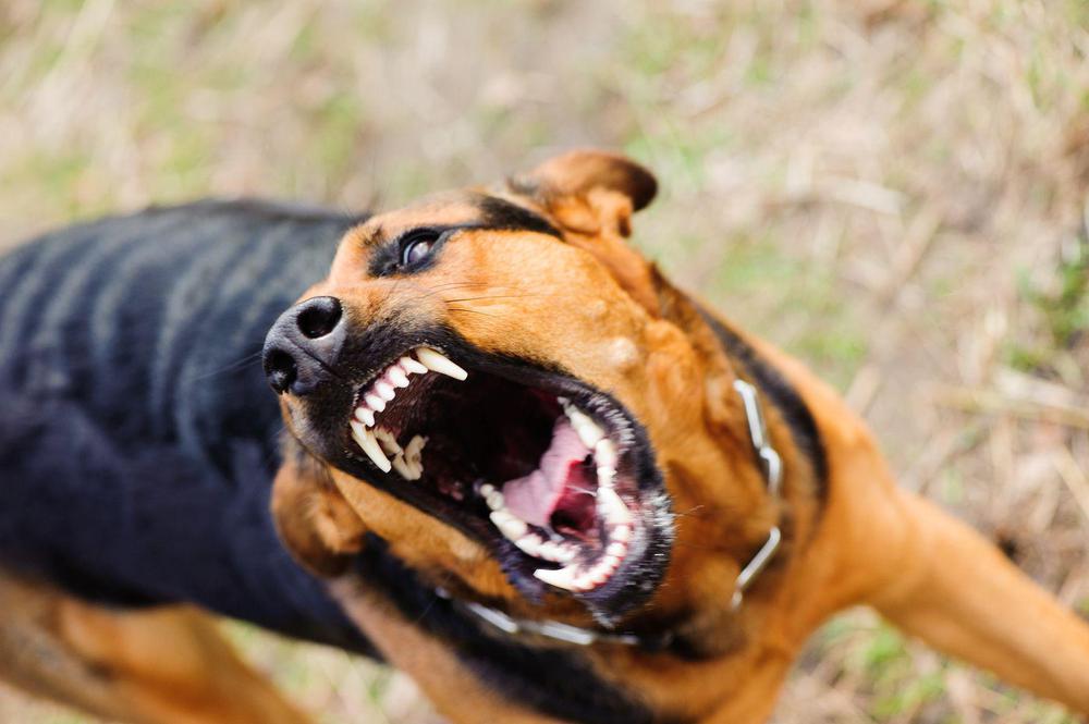 perro