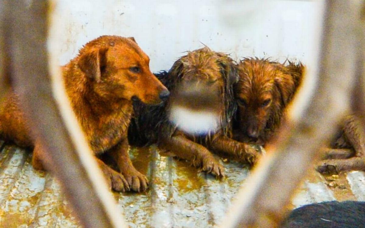 Perros