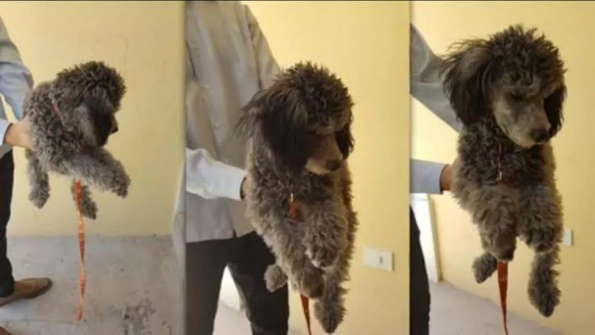 PErrita Caso Jimena Salas