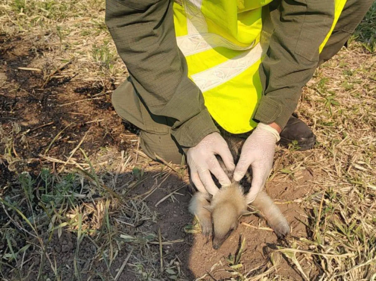 Oso Melero