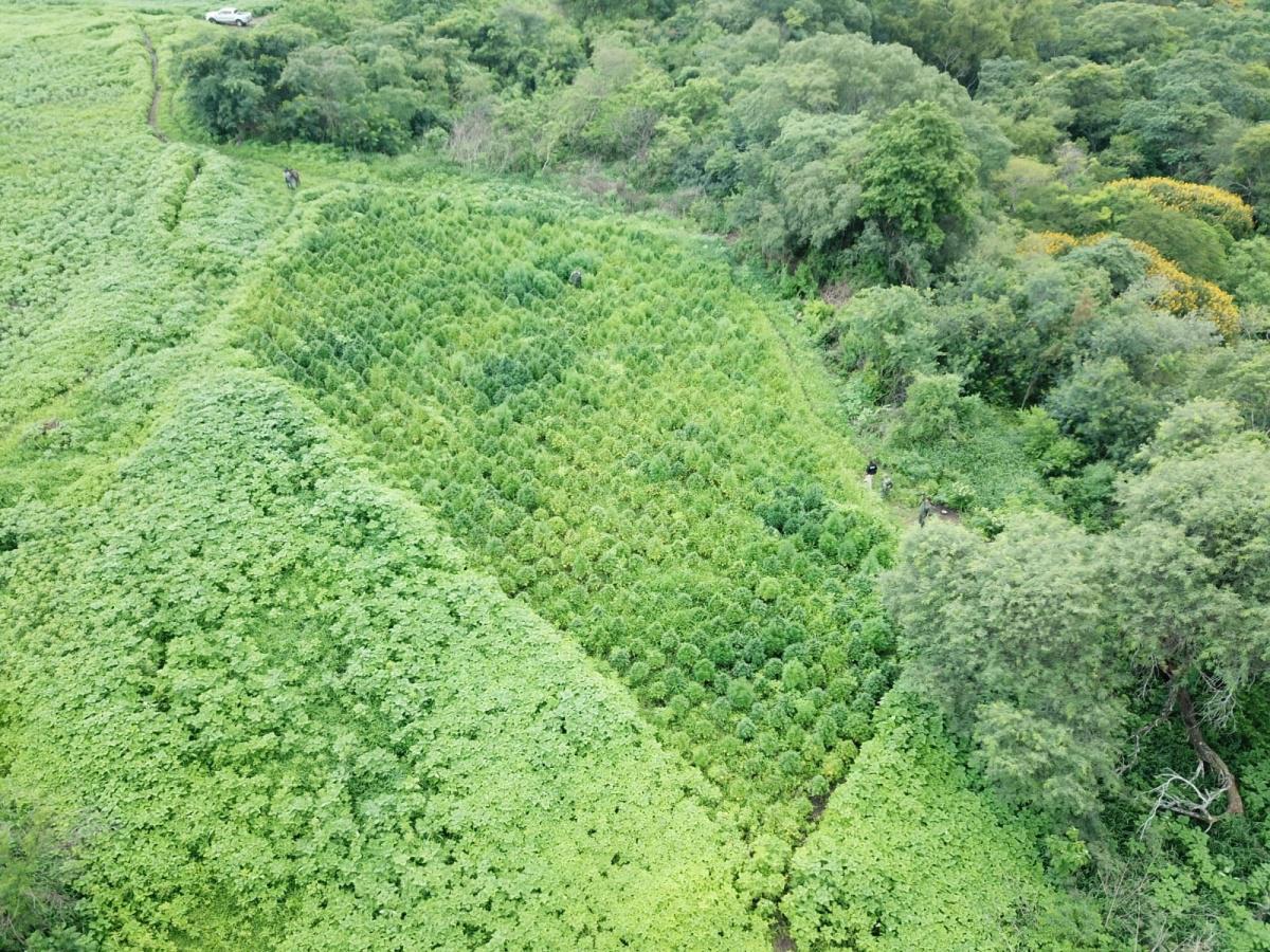 Marihuana La Caldera