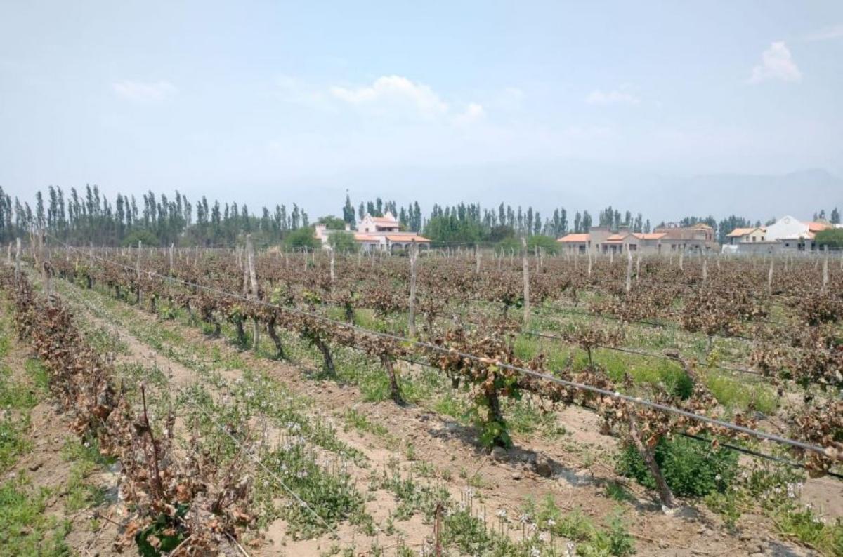 Viñedos