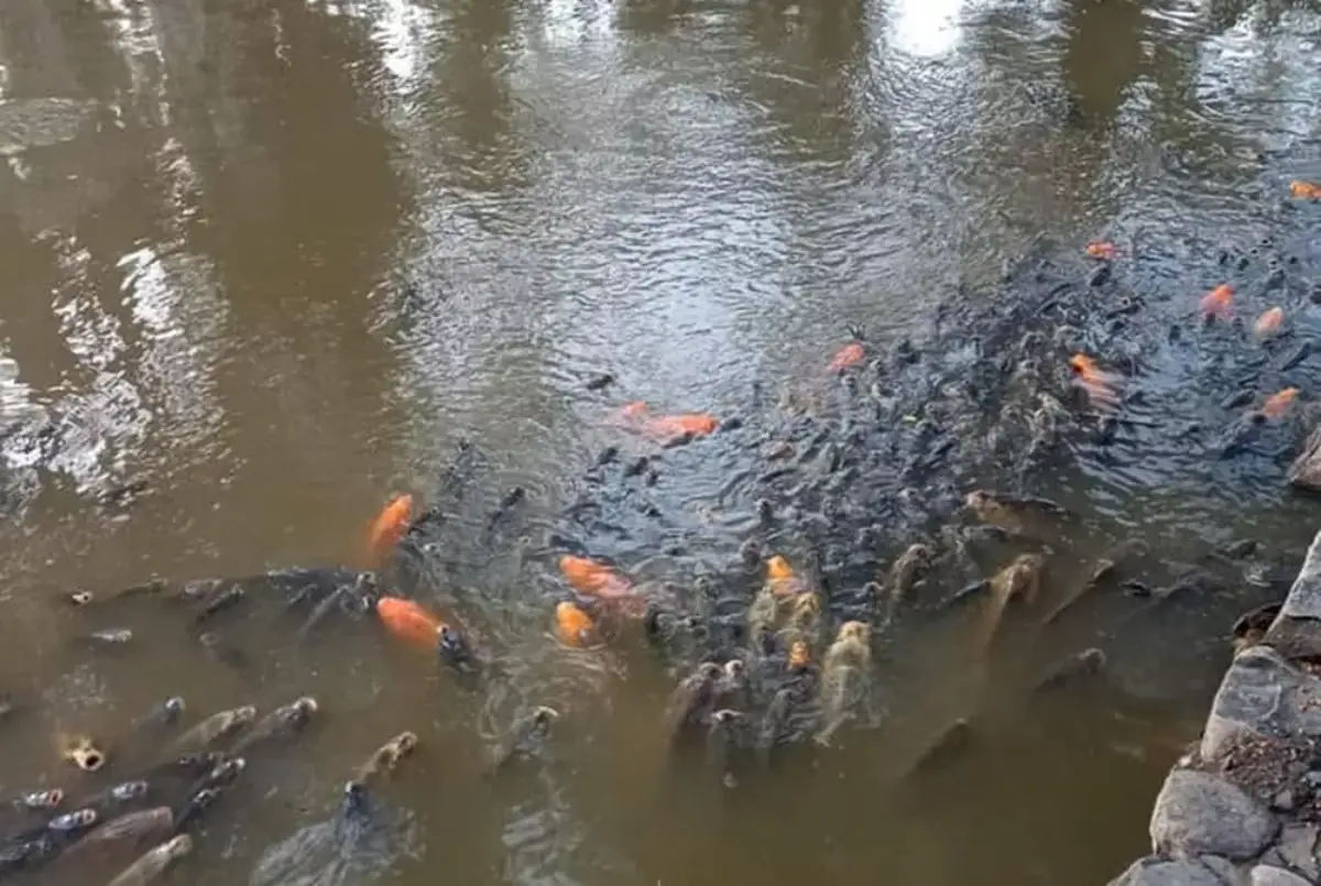 Peces Parque San Martín