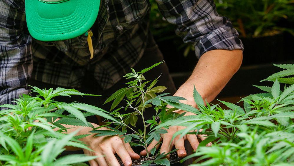 cannabis medicinal