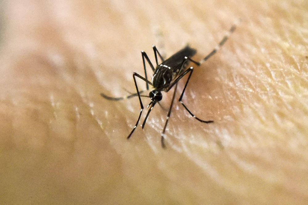dengue