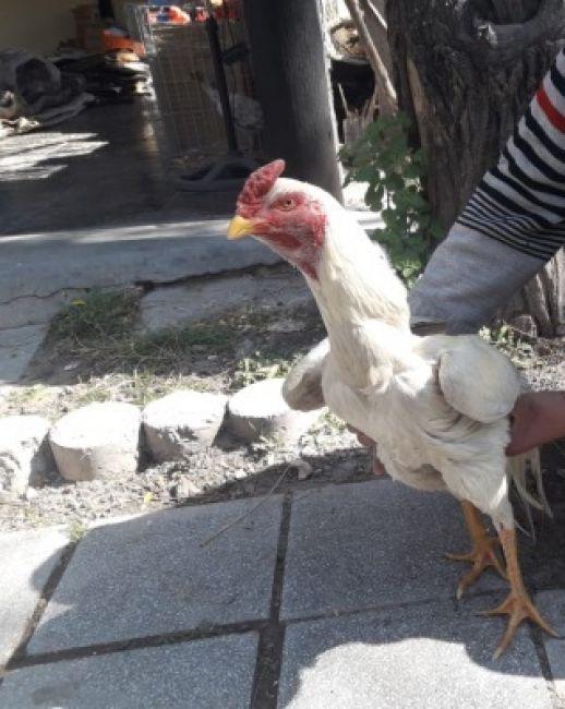 gallo