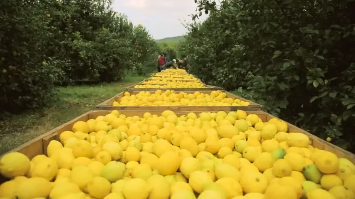 Limones