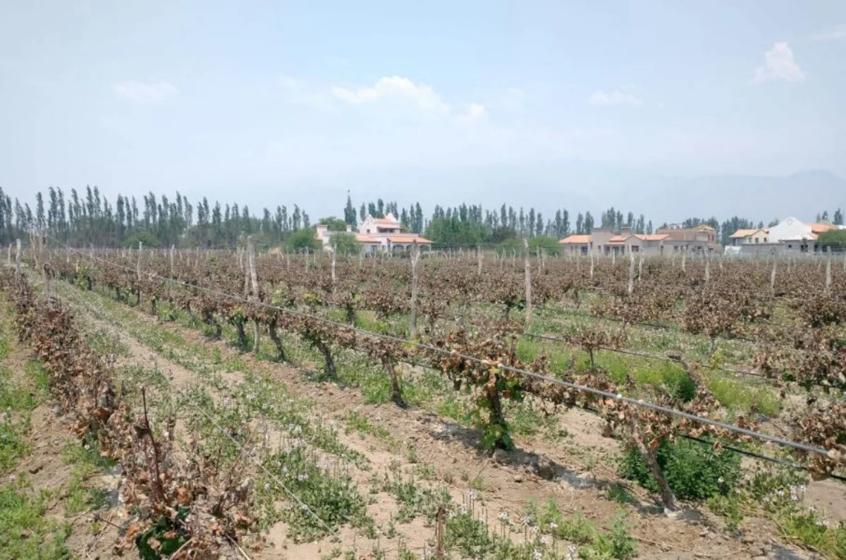 Emergencia Agropecuaria