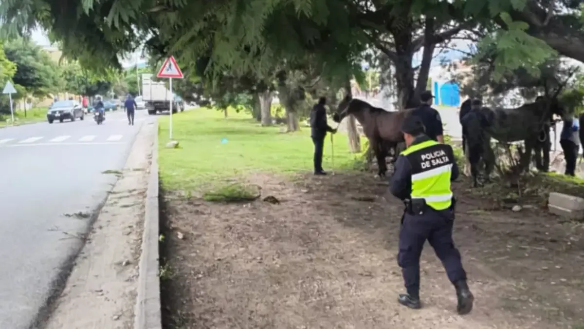 Animales Sueltos