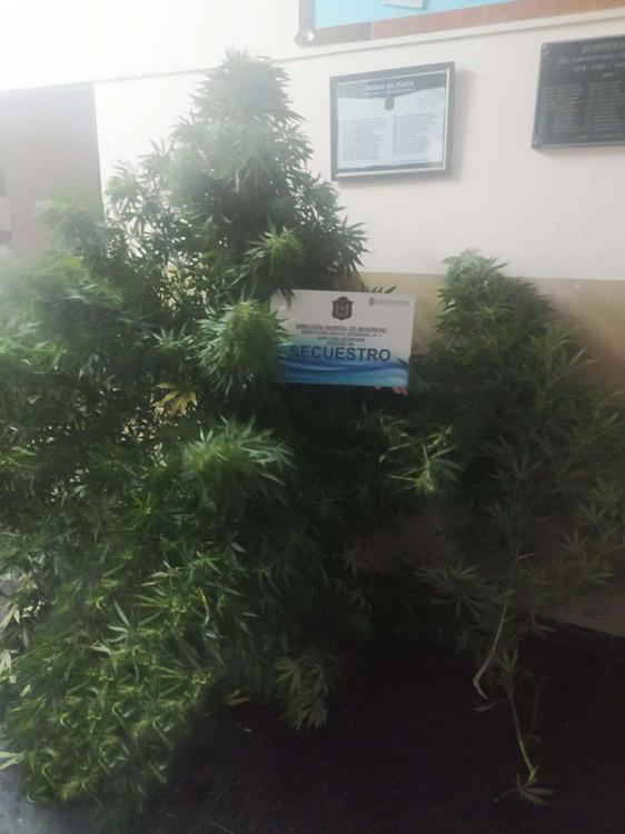 Marihuana policía