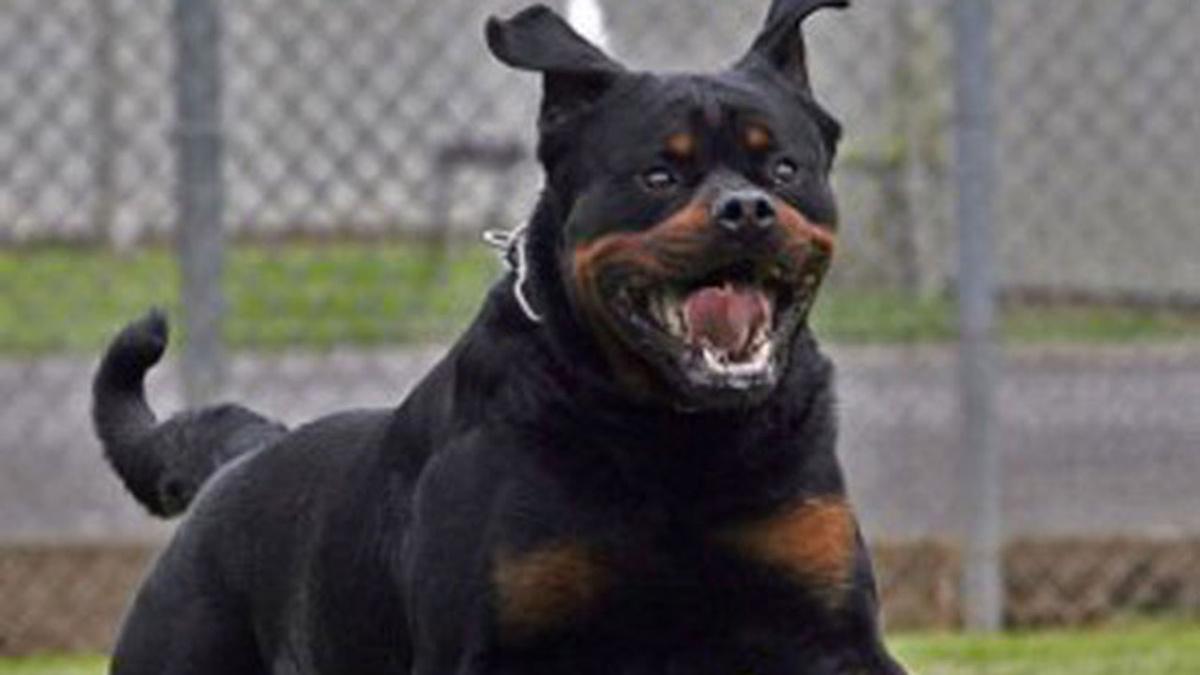 Rottweiler