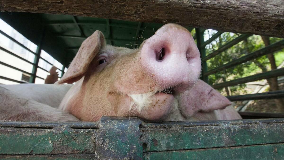 Chancho